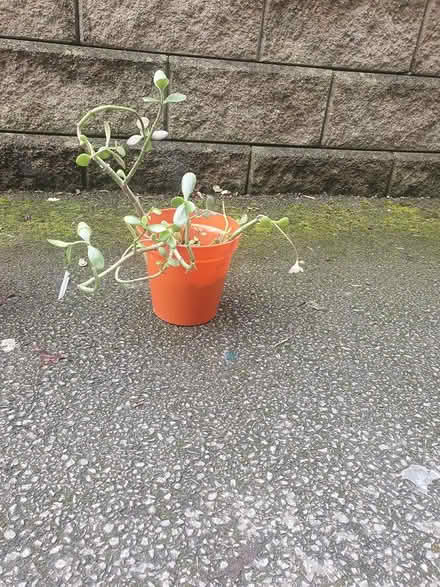 Photo of free Money plant #3 (M20) #2