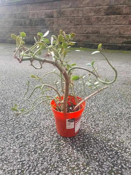 Photo of free Money plant #1 (M20) #1