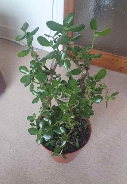 Photo of free Large Money Plant tree#4 (M20) #2
