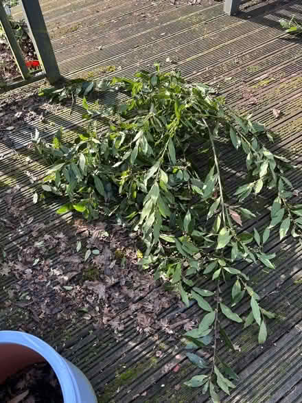 Photo of free Fresh bay leaves (Hartford PE29) #2