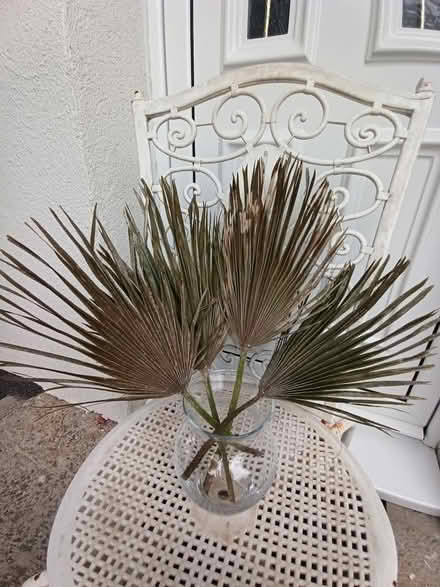Photo of Pampas grass and palm fronds (23602) #2