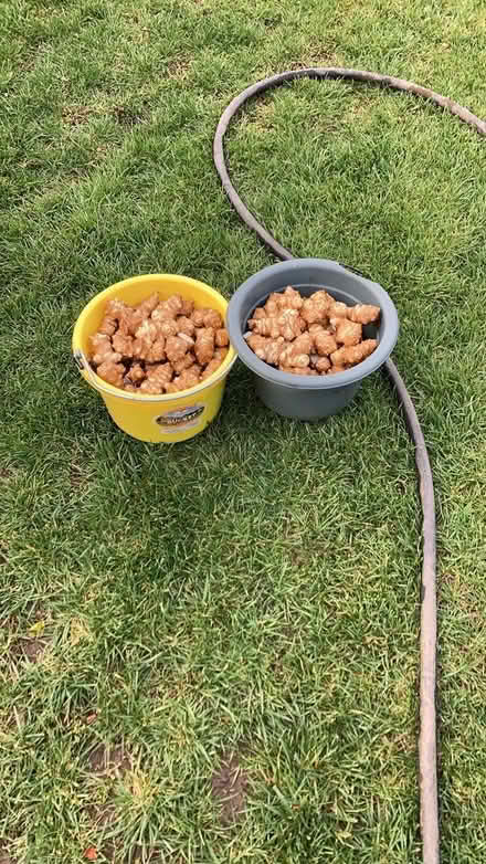 Photo of free Jerusalem artichoke tubers (Arcadia nr Baldwin-Stocker Sch) #1