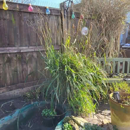Photo of free Large pond grass (Fordham Heath CO3) #2