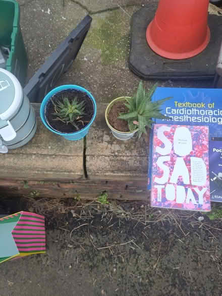 Photo of free Succulent plants (Bristol BS3) #1