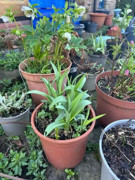 Photo of free Hellebores, Hemerocallis, Lychnis, blue iris (The Folders Lane Estate RH15) #1