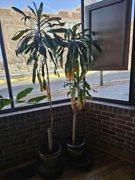 Photo of free Plants (Central and Broadway) #1