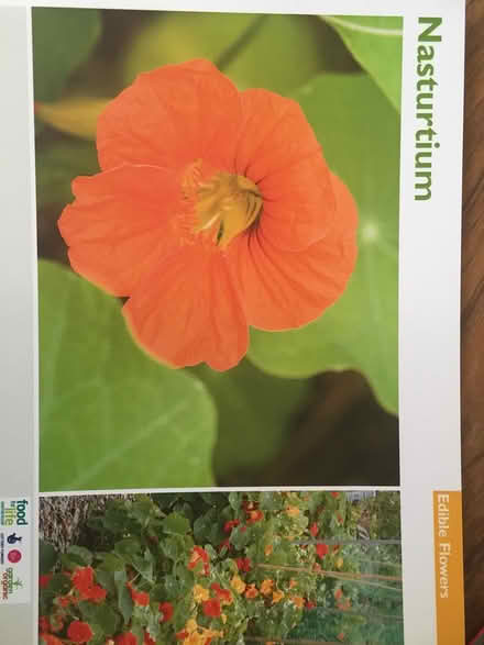 Photo of Nasturtium seeds (Near Old Street Station) #1