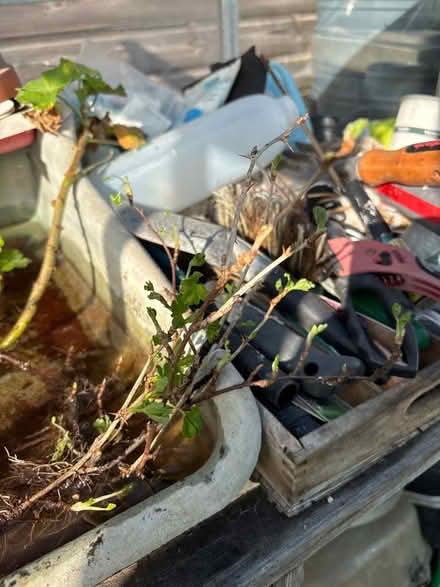 Photo of free Rooted gooseberry plants (Eastbourne BN20) #1