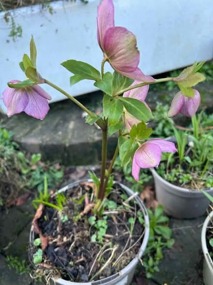 Photo of free Hellebores, Hemerocallis, Lychnis, blue iris (The Folders Lane Estate RH15) #3