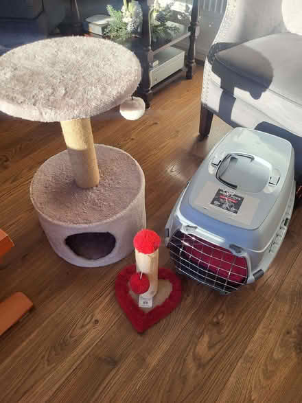 Photo of free Kitten Bundle (Saint Luke's EC1V) #1