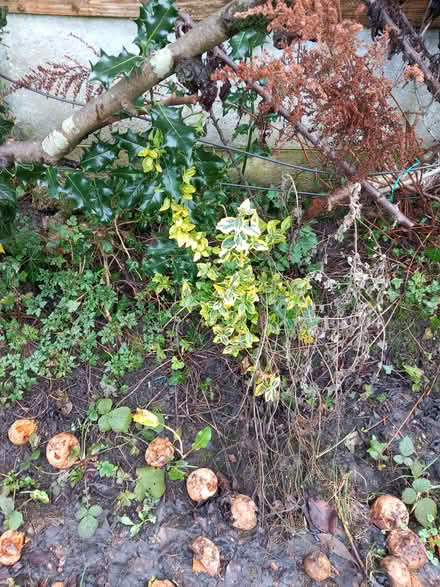 Photo of free golden variegated euonymus and holly seedling (Bare LA4) #1