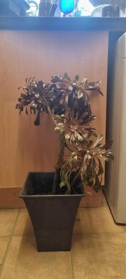 Photo of free Aeonium (succulent) (Hailsham BN27) #1