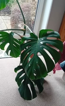 Photo of free Cheese Plant (Parkstone BH12) #2