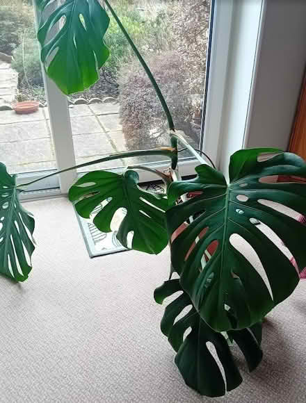 Photo of free Cheese Plant (Parkstone BH12) #1