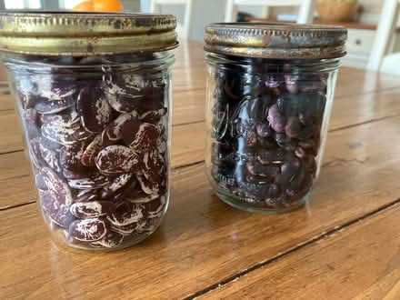 Photo of free Lima beans and runner beans (Havertown) #1