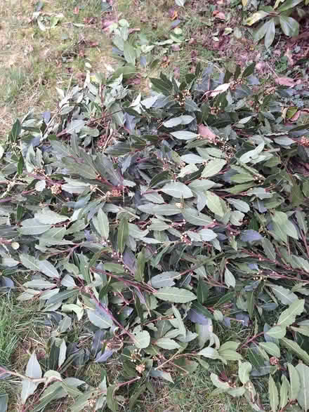 Photo of free Fresh Bay leaves (South Green CM11) #1