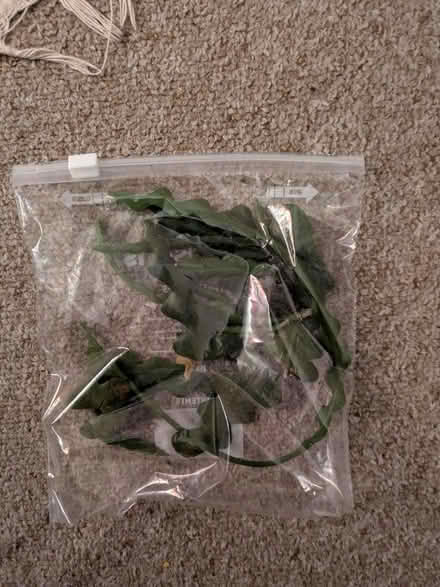 Photo of free Fishtail cactus bits (Heaton) #1