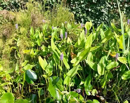 Photo of free Pond Pickerel Lillies + Marsh Marigolds (Bexhill TN39) #1