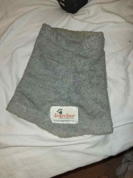 Photo of free Snood for small dog (Smalley DE7) #1