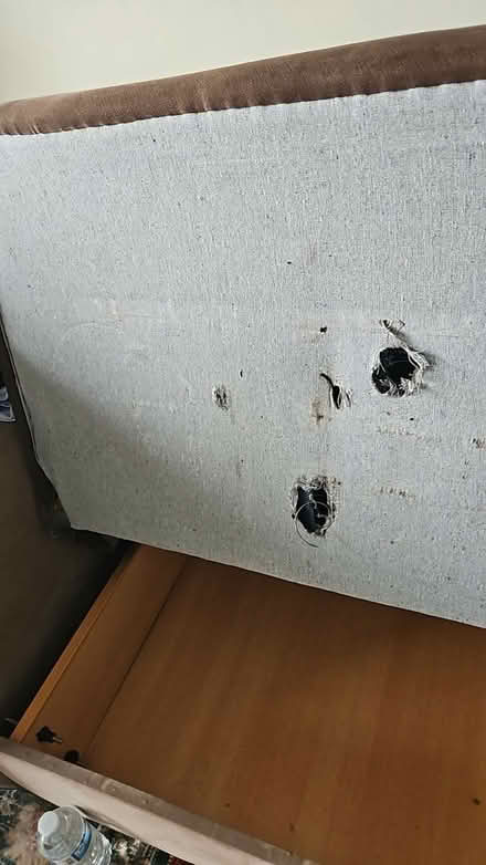 Photo of free Sofa bed (N13 Palmers Green) #2