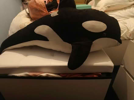 Photo of free Massive shark (Borehamwood) #1