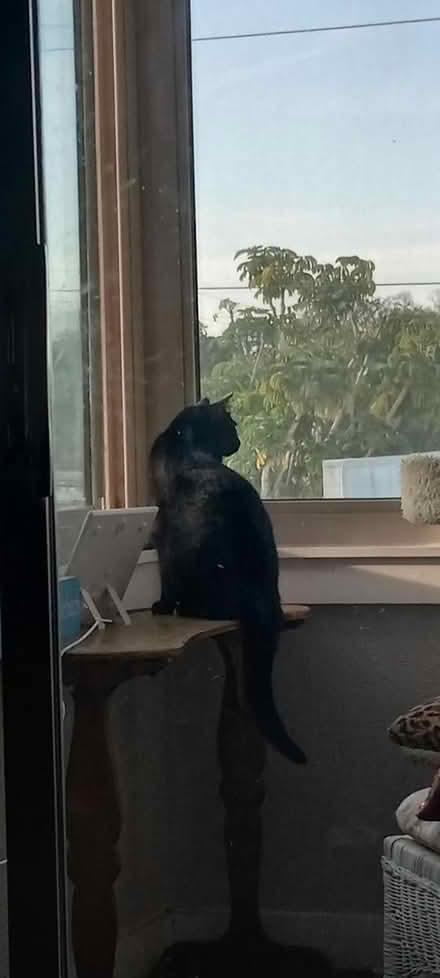 Photo of free White windowsill table (St Pete - Central Oak Park) #1