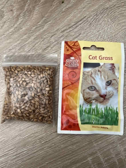 Photo of free Cat grass (Botley OX2) #1
