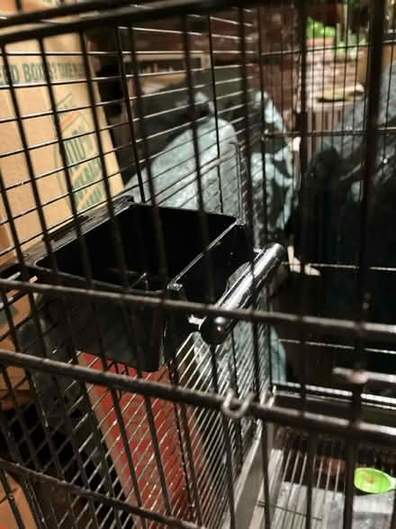 Photo of free Curbside: Birdcage (94025) #4