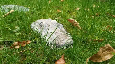 Photo of free Lawn Crocodile (Stanford le hope, SS17) #2