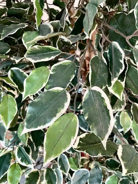 Photo of free Decorative Indoor Tree (Near the Kentlands) #2