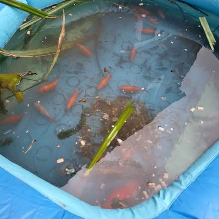 Photo of free Pond Goldfish (Fordham Heath CO3) #1
