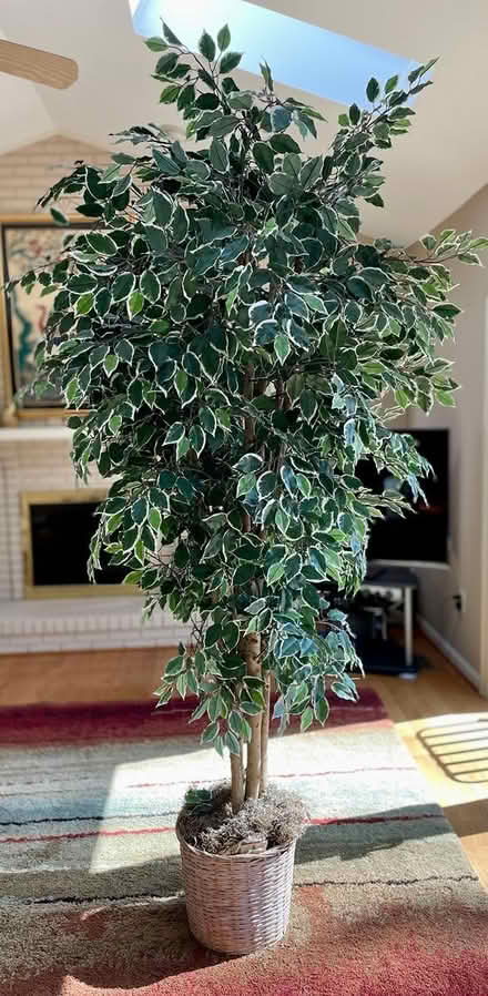 Photo of free Decorative Indoor Tree (Near the Kentlands) #1