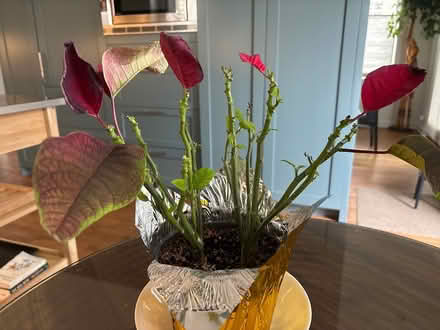 Photo of free Robust Pointsetta (Andersonville) #1