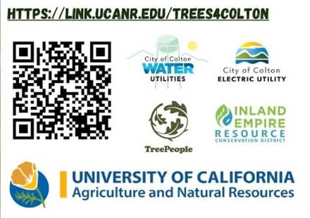 Photo of free Shade Trees (Colton) (Colton, ca) #1