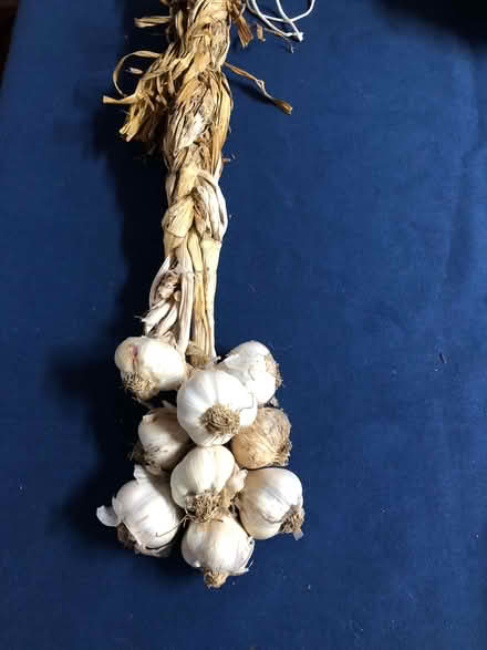Photo of free Garlic (Sprowston NR7) #1