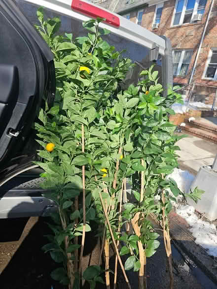 Photo of free FAUX LEMON TREE BRANCHES W/Lemons (Sunnyside 48th Street) #1