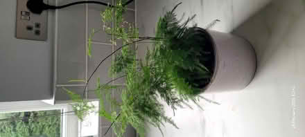 Photo of free House plant (Swallownest S26) #1