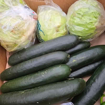 Photo of free Cucumbers & Lettuce (Mountain View) #1
