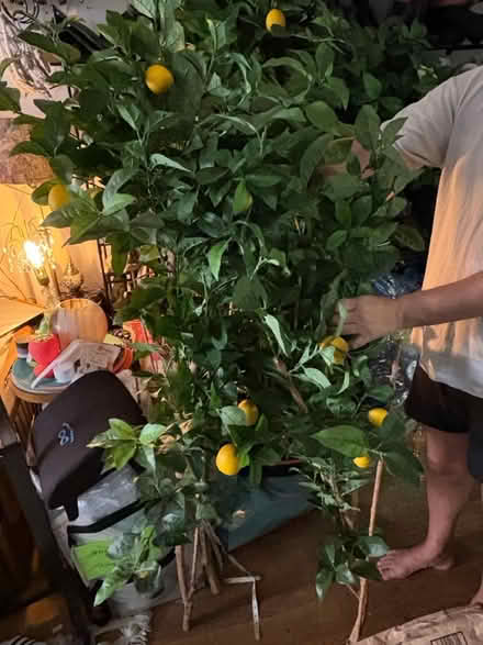 Photo of free Tall lemon branches (Rego Park Queens) #1