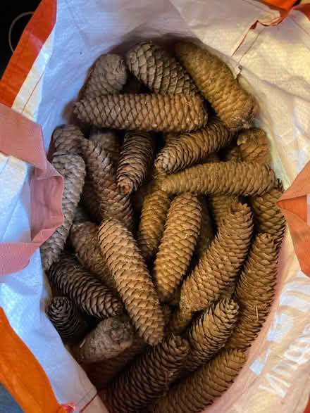 Photo of free Pine cones, big bag of (Cubbington CV32) #1