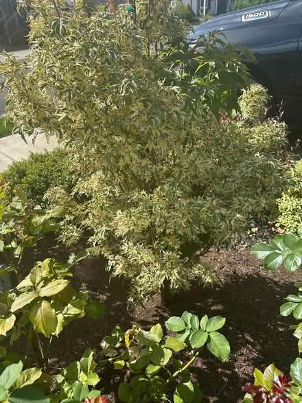 Photo of free Japanese maple (Newbeg) #1
