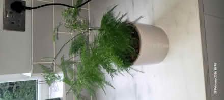 Photo of free House plant (Swallownest S26) #2
