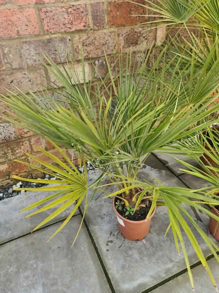 Photo of free Three Fan Palm Plants (Southwick BN42) #3