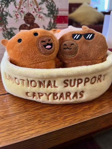Photo of free Plush Toy (Springfield, Delco) #2