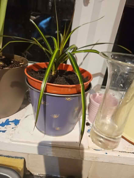 Photo of free Dracaena indoor plant (Loughborough LE11) #2