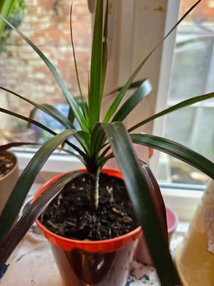 Photo of free Dracaena indoor plant (Loughborough LE11) #1
