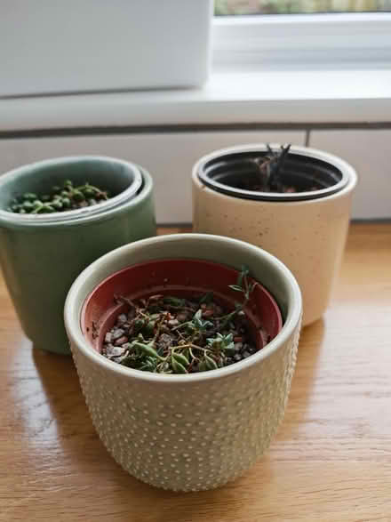 Photo of free House plants (CT17) #1