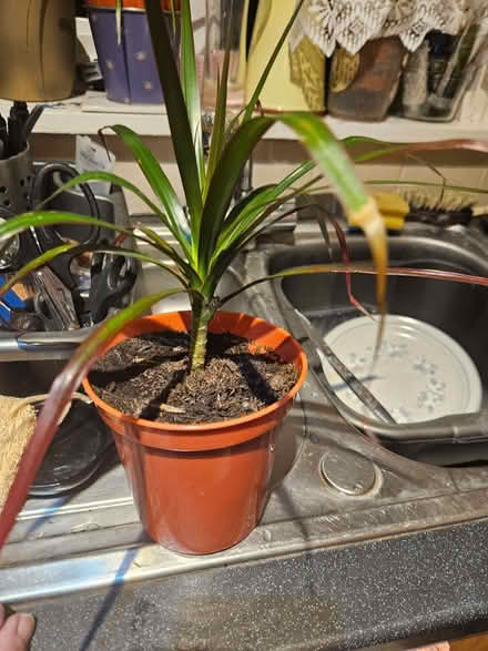 Photo of free Dracaena indoor plant (Loughborough LE11) #3
