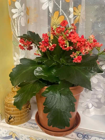 Photo of free 3 houseplants (Southdown) #1