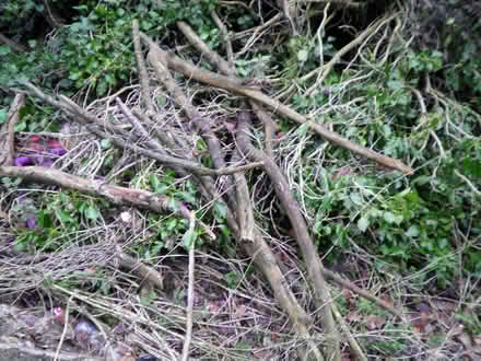 Photo of Small branches or logs for woodburner (New Costessey NR5) #1